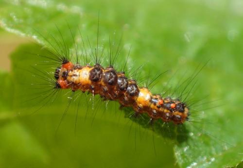 Orgyia antiqua